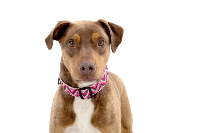 The face and torso of brown and white dog, Vera, who is wearing a collar