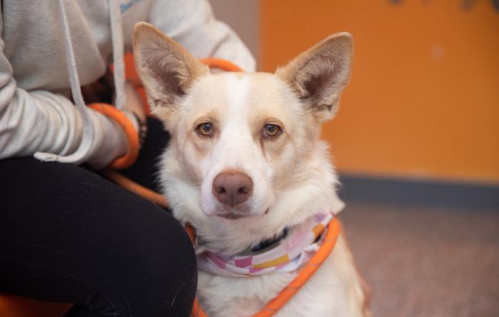 Tan and white dog with upright ears on an orange leash held by a person