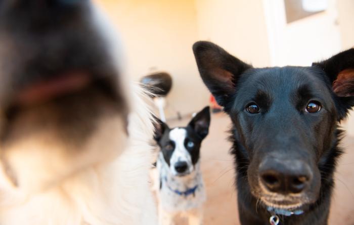 Greggy with two other dogs, one is very close to the camera