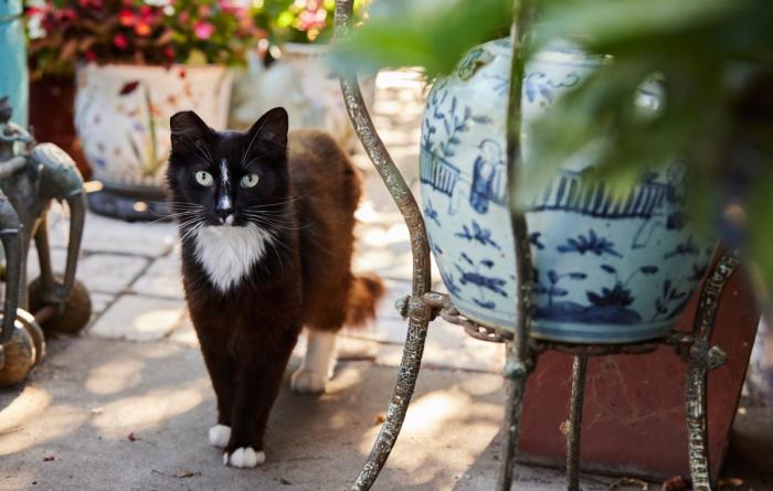 Ear-tipped black and white community cat on a patio
