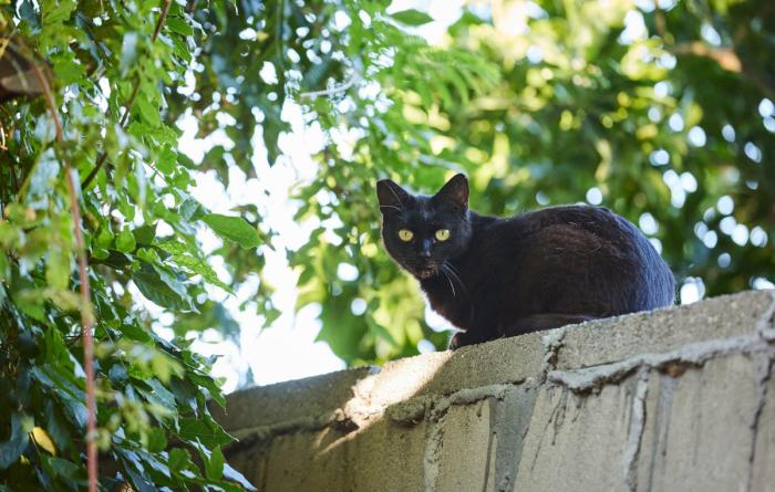 Black community cat on a fence surrounded by leaves