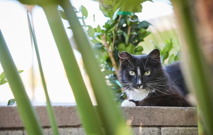 Black and white community cat lying outside on a stone ledge