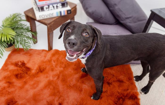 Black dog with mouth open in a smile on an orange rug