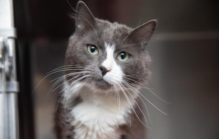 Gray and white cat in a kennel