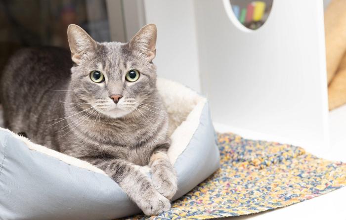 Nigel the gray tabby cat lying in a bed with his front feet hanging over the front