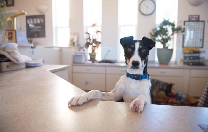 Colette the dog with her front paws up on a desk
