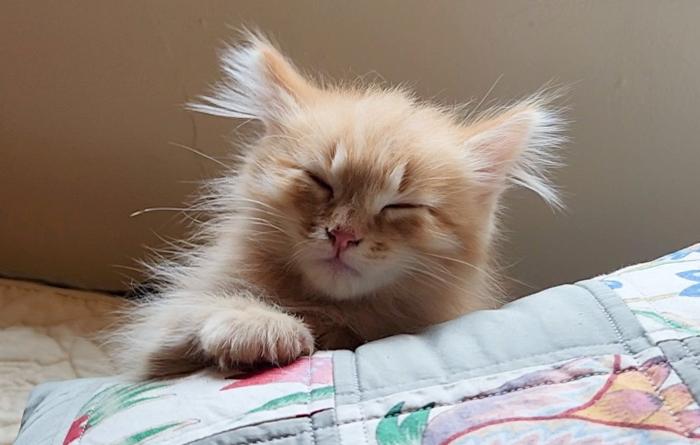 Colt the orange kitten sleeping on a blanket