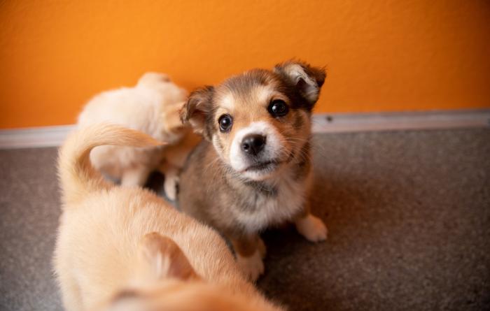 Fuzzy happy puppies sitting on the floor