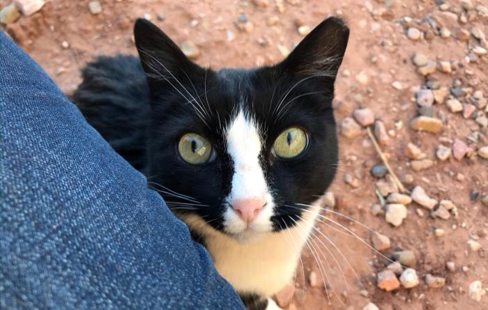 Black and white community cat with tipped ear, next to a leg wearing blue jeans