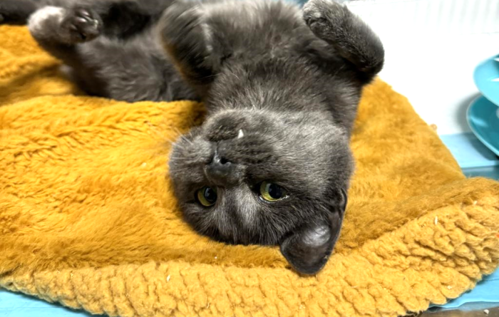 Concord the kitten lying upside-down on a yellow blanket in a kennel