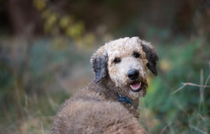 Crawfish, a rescued poodle, outside