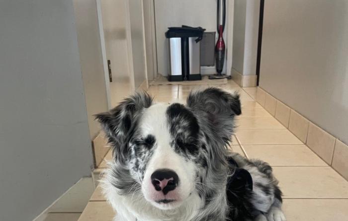 Cricket the dog lying on a tile floor with eyes closed