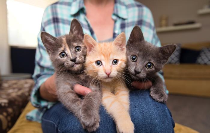 Three tiny kitten sitting on a person's lap