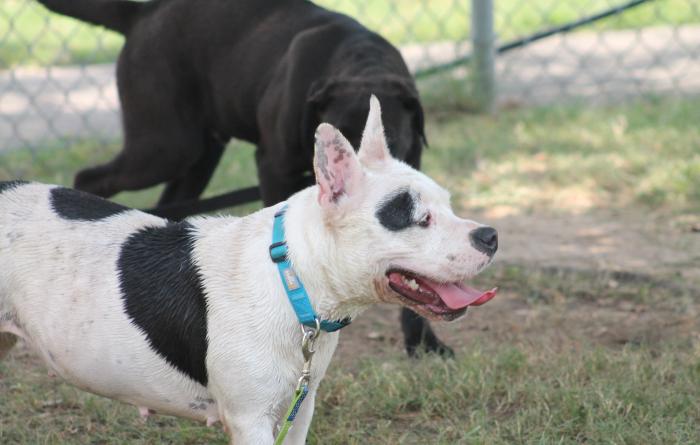 Black and white dog outside in a playgroup with a black dog in the background