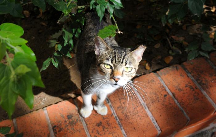 Cat with a tipped ear looking out from under a shrub