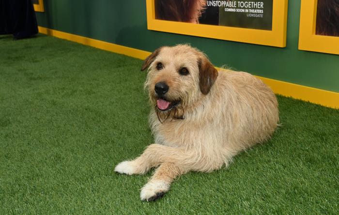 Ukai the dog who played Arthur in the 'Arthur the King' movie, lying on green Astroturf
