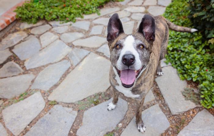Dakota the dog outside on some cobblestones with mouth open in a smile