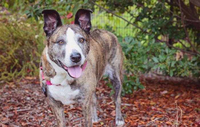 Brindle and white dog with upright ears and smiling with tongue out