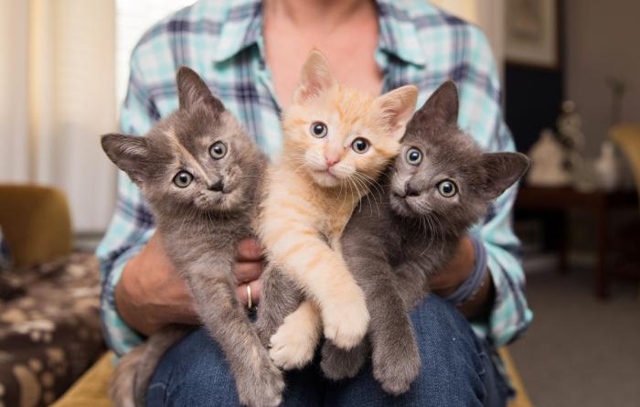 Person holding a trio of kittens, a dilute calico, orange tabby and gray