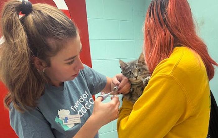 Gray kitten receiving a vaccination