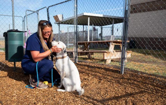 Person squatting down to pet a white dog in a fenced in area at a shelter