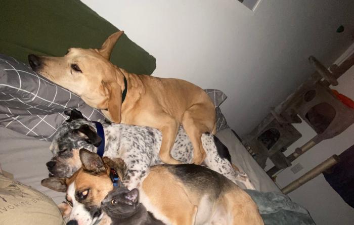 Dealla lying with a bunch of other dogs and a cat in bed snuggled together