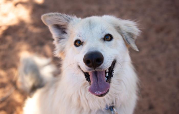 Dean, a happy looking white dog with smiling mouth