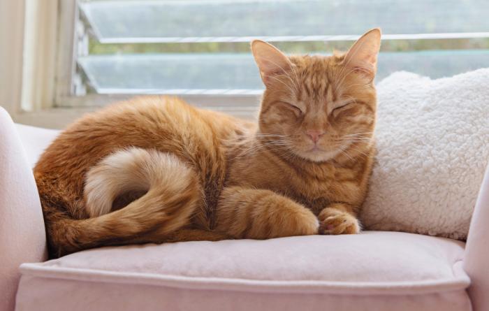 Sleeping orange tabby cat lying on a cushion