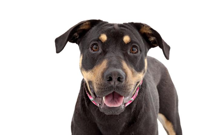 Diana Ross the dog, smiling with her mouth open