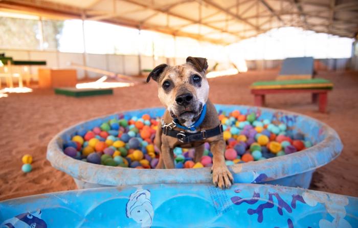 Happy dog in a ball pit