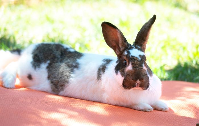 Happy bunny resting in the shade in a grassy spot