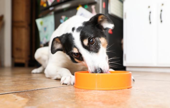 Happy dog eating food out of an orange bowl on a kitchen floor