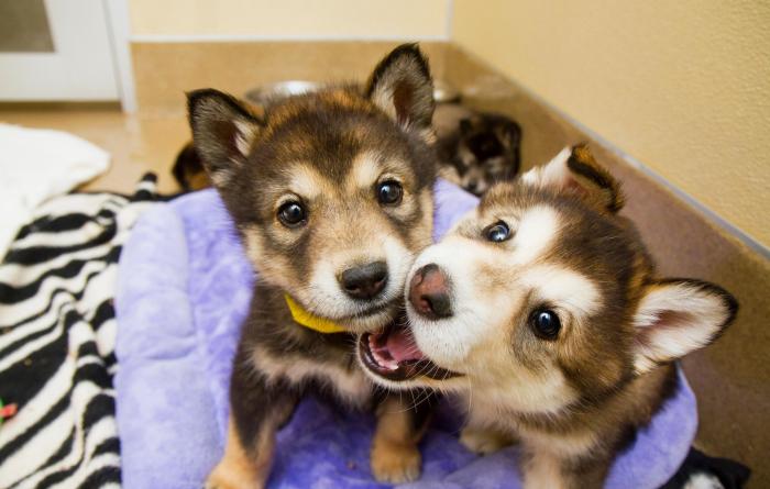 Two malamute puppies in foreground, with one playfully nipping at the other