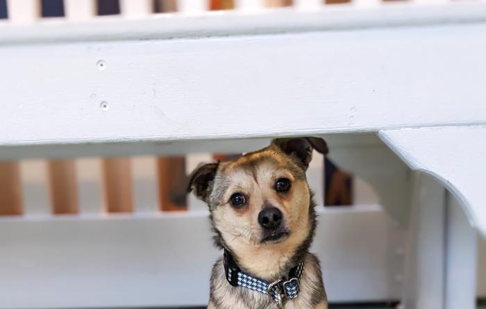 Jax the dog sitting on a green floor under a white bench