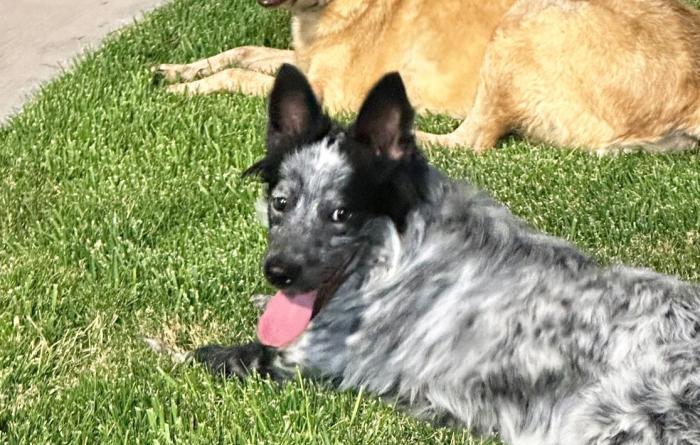 Taz the dog lying in the grass next to another dog