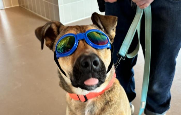 Doug the dog wearing sunglasses, with tongue out, and one paw raised