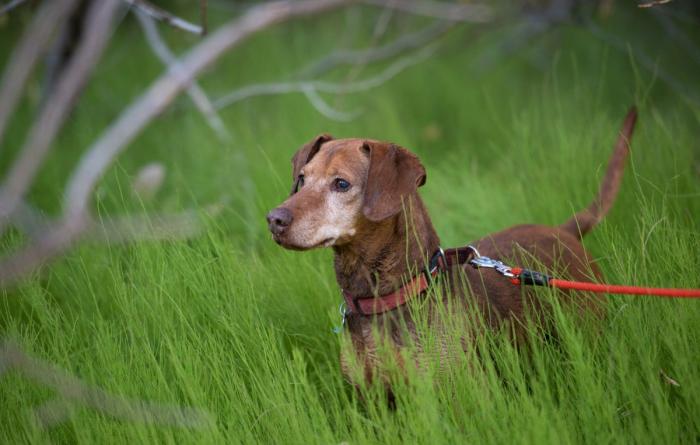 Leashed dachshund in green grass