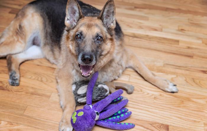 Dublin the dog lying next to a stuffed purple octopus toy