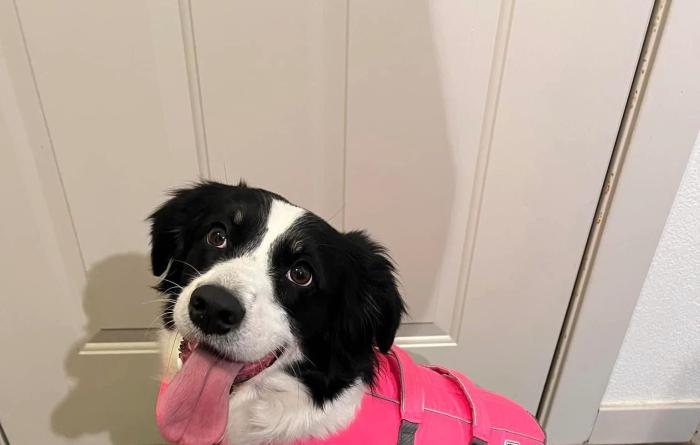Ducky the dog wearing a pink vest