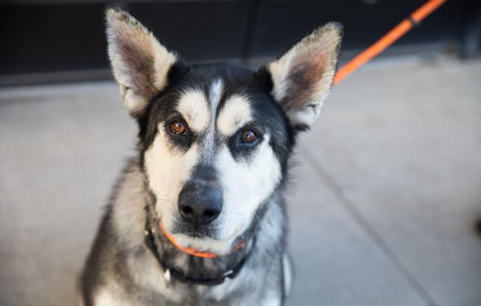 Husky dog outside on a walk on a sidewalk on an orange leash