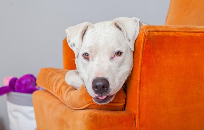 White dog lying on an orange chair