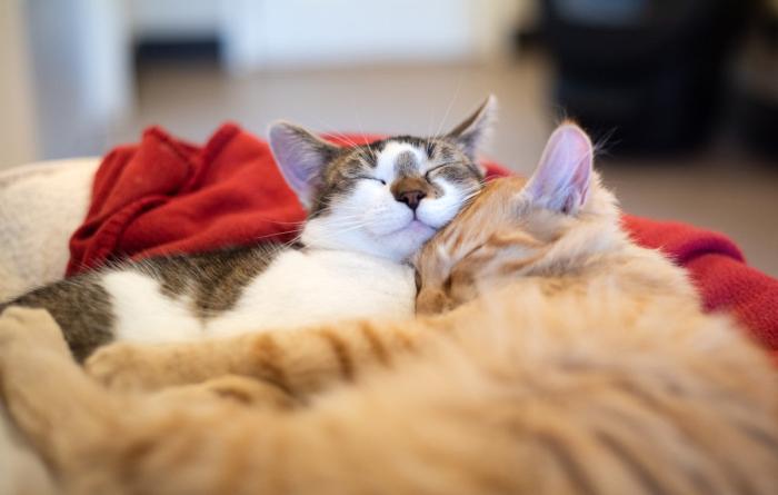 Tabby and white cat sleeping in a cat bed snuggled with an orange tabby cat