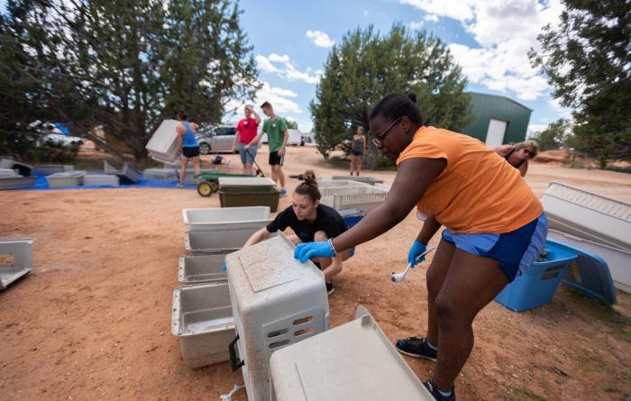 Group of volunteers cleaning pet carriers
