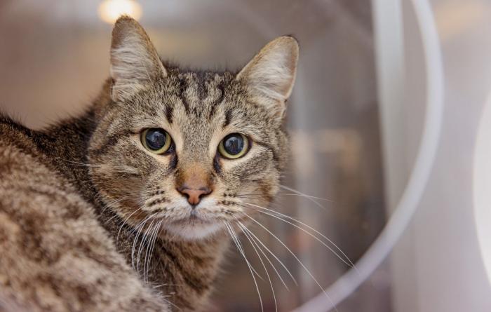 Brown tabby cat looking at the camera