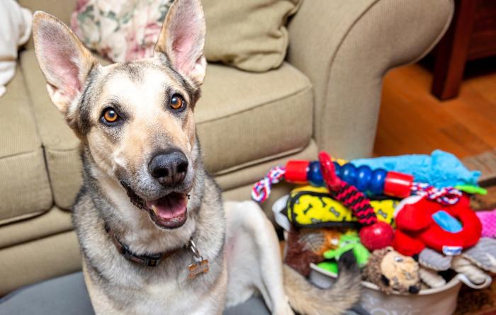 Happy dog sitting next to a pile of dog toys