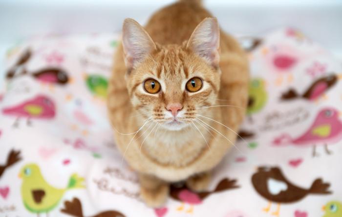 Orange tabby cat on a blanket