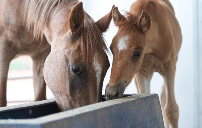 Mother horse and foal at a trough