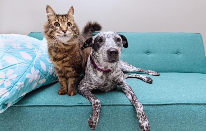 Fidos, Felines & Floaties