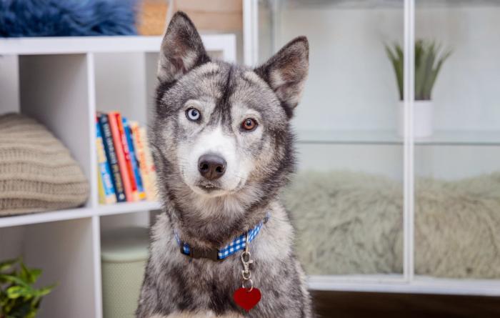 Husky type dog in a home environment