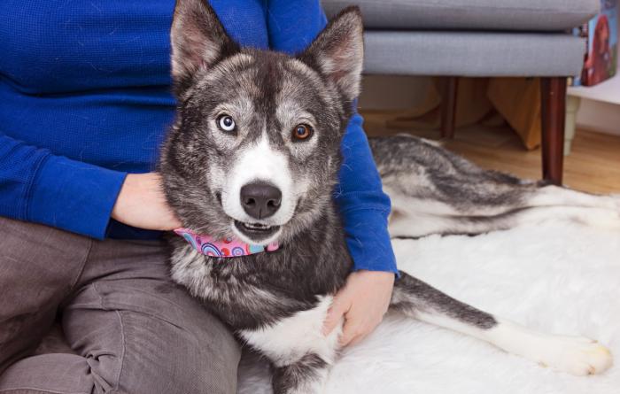 Dog relaxing with a person on a soft rug